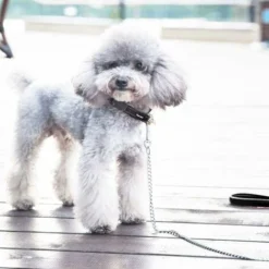 LITZEE Laisse Chien Chaîne (120cm) En Acier Laisse Métal Chien Solide Poignée En Cuir PU - S 8 LITZEE Laisse Chien Chaîne (120cm) En Acier Laisse Métal Chien Solide Poignée En Cuir PU - S -Promos Patto Chou Boutique 27357954 4