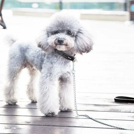 LITZEE Laisse Chien Chaîne (120cm) En Acier Laisse Métal Chien Solide Poignée En Cuir PU - S 4 LITZEE Laisse Chien Chaîne (120cm) En Acier Laisse Métal Chien Solide Poignée En Cuir PU - S – Image 4