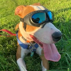 Lunettes De Soleil Pour Chien, Protection Des Yeux Pour Animal Domestique, Protection UV, Coupe-vent, Lunettes Pour Chien, Cosplay, Accessoires Photo Pour Chiens De Petite Et Moyenne Taille -Promos Patto Chou Boutique 59447898 4