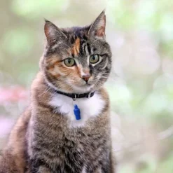 Médaille D'identification Pour Animal Domestique Pour Chat, Petit Chien, Chiot, En Forme De Capsule -Promos Patto Chou Boutique 61271993 5