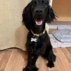 Medaille Chien, Étiquettes De Chien, Sculpture De Bricolage Médaille D'identification Pour Chat Et Chien, Étiquettes Didentification Personnalisées -Promos Patto Chou Boutique 63577548 4