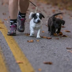 Traction Pour Chien Double Chaîne En Métal Double Tête Accessoires De Corde De Traction Pour Animaux De Compagnie 2.5mmx40cm -Promos Patto Chou Boutique 74955146 5