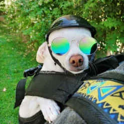 Casque Pour Animaux Compagnie, Casquette De Sécurité Pour Chien, Casquette Casque Vélo Pour Chats, Universel Plastique Ajustable Casque Moto Pour Chien Pour Petits Chiens, Chats (Noir) -Promos Patto Chou Boutique 76663671 4