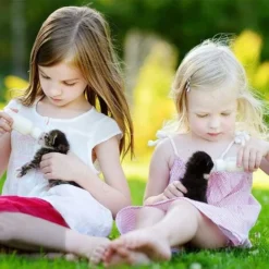 6 Pièces Biberon De Lait Pour Chiot, Kit Biberon Pour Chiot Biberon, Chaton Biberons D'allaitement, Pour Petits Mammifères, Chatons Nouveau-Nés, Chiots Et Lapins (50ML) -Promos Patto Chou Boutique 84062337 3