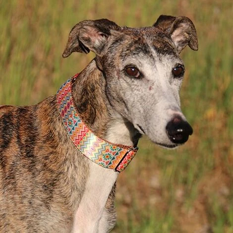 Ibanez Colliers Martingale Colliers Imprimés MARTINGALE COLLIER ETHNIQUE ROUGE 4 X 30-46CM 3 Ibanez Colliers Martingale Colliers Imprimés MARTINGALE COLLIER ETHNIQUE ROUGE 4 X 30-46CM – Image 3