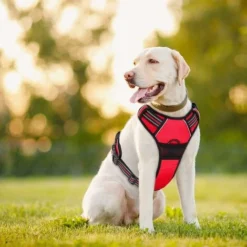 Super Dog Harnais Anti-Traction Réglable Harnais De Poitrine Oxford En Nylon Réfléchissant Pour Grands, Moyens Et Petits Chiens L -Promos Patto Chou Boutique 95024433 3