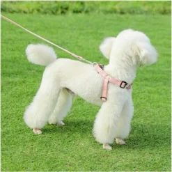 Harnais Pour Chien, Laisse Pour Chien, Harnais De Poitrine De Type Gilet Pour Animal De Compagnie, Chiens Moyens Et Grands, Corde De Marche Pour Chien Golden Retriever 7 Harnais Pour Chien, Laisse Pour Chien, Harnais De Poitrine De Type Gilet Pour Animal De Compagnie, Chiens Moyens Et Grands, Corde De Marche Pour Chien Golden Retriever -Promos Patto Chou Boutique 95865430 3