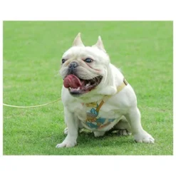 Harnais Pour Chien, Laisse Pour Chien, Harnais De Poitrine De Type Gilet Pour Animal De Compagnie, Chiens Moyens Et Grands, Corde De Marche Pour Chien Golden Retriever 9 Harnais Pour Chien, Laisse Pour Chien, Harnais De Poitrine De Type Gilet Pour Animal De Compagnie, Chiens Moyens Et Grands, Corde De Marche Pour Chien Golden Retriever -Promos Patto Chou Boutique 95865430 5