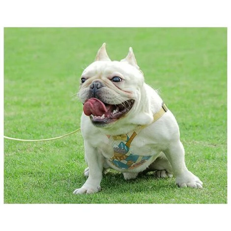 Harnais Pour Chien, Laisse Pour Chien, Harnais De Poitrine De Type Gilet Pour Animal De Compagnie, Chiens Moyens Et Grands, Corde De Marche Pour Chien Golden Retriever 5 Harnais Pour Chien, Laisse Pour Chien, Harnais De Poitrine De Type Gilet Pour Animal De Compagnie, Chiens Moyens Et Grands, Corde De Marche Pour Chien Golden Retriever – Image 5