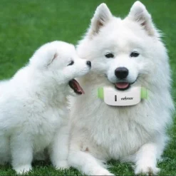 Chiens Chats Pet Gps Tracker Collier Anti-perte Localisateur De Suivi En Temps Réel Colliers Pour Animaux De Compagnie Mic App -Promos Patto Chou Boutique 95870657 4