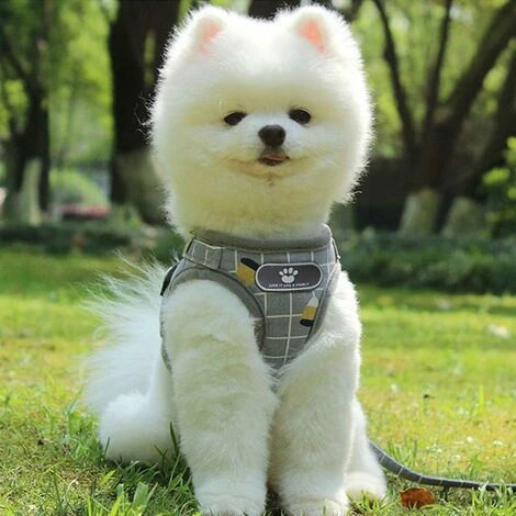 Harnais Pour Chien Ajustable Harnais Gilet RembourréRéfléchissant Doux Respirant Confortable Laisse Pour Petit Chien Chiot MZ083 (L, Grey) 4 Harnais Pour Chien Ajustable Harnais Gilet RembourréRéfléchissant Doux Respirant Confortable Laisse Pour Petit Chien Chiot MZ083 (L, Grey) – Image 4