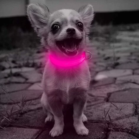 Collier Lumineux LED Rechargeable Pour Chien Collier Lumineux Réfléchissant Réglable 5 Collier Lumineux LED Rechargeable Pour Chien Collier Lumineux Réfléchissant Réglable – Image 5