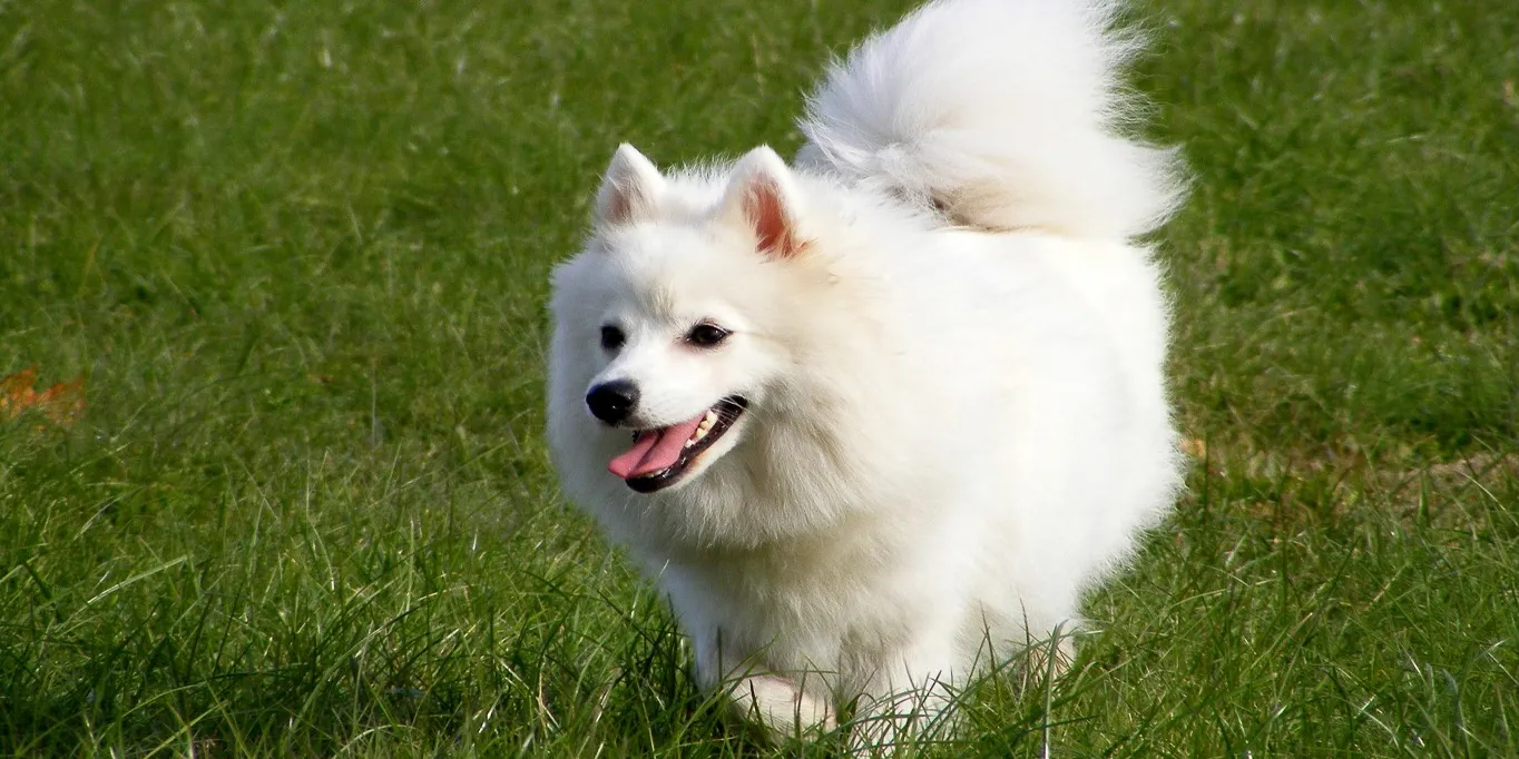 Promos Patto Chou Boutique -Promos Patto Chou Boutique DOG4